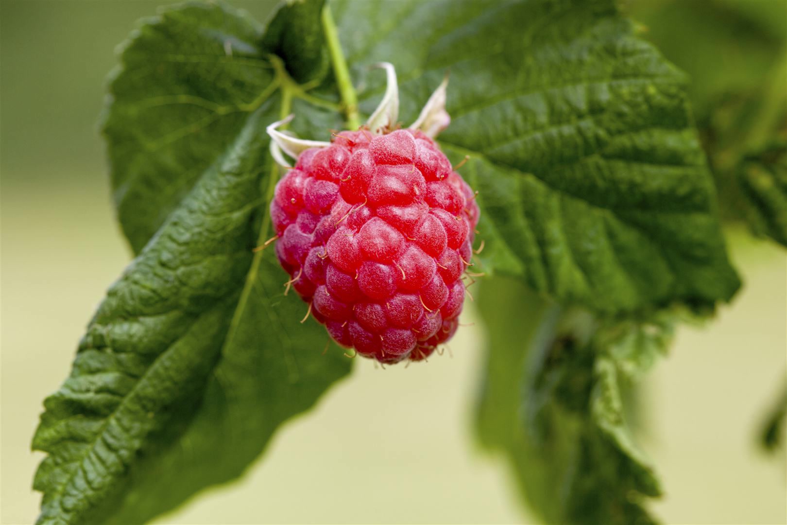 Rubus idaeus 'Malling Promise', Himbeere, 40&ndash;60 cm 