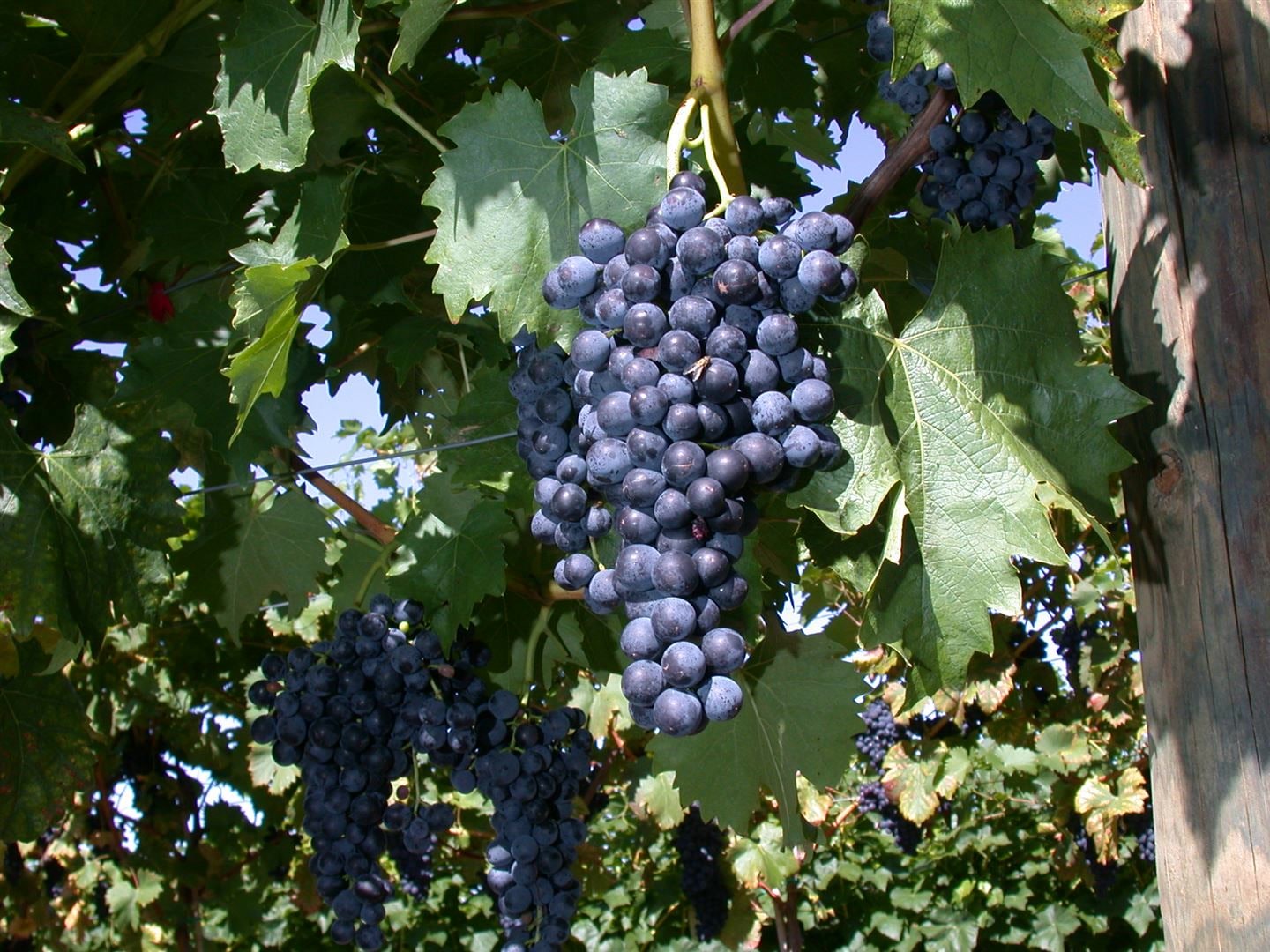 Vitis vinifera 'Regent', Weinrebe, 80&ndash;100 cm 