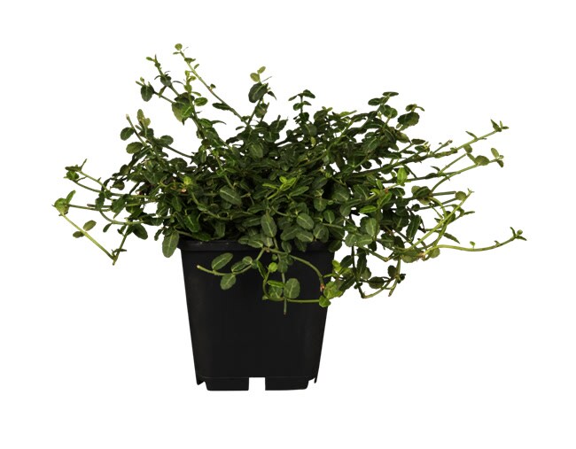 Euonymus fortunei 'Minimus', Kriechspindel, immergr&uuml;n, ca. 9x9 cm Topf 
