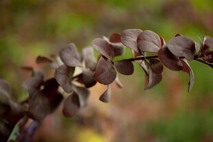 Berberis ottawensis 'Superba', Blutberberitze, rotlaubig, 40–60 cm 