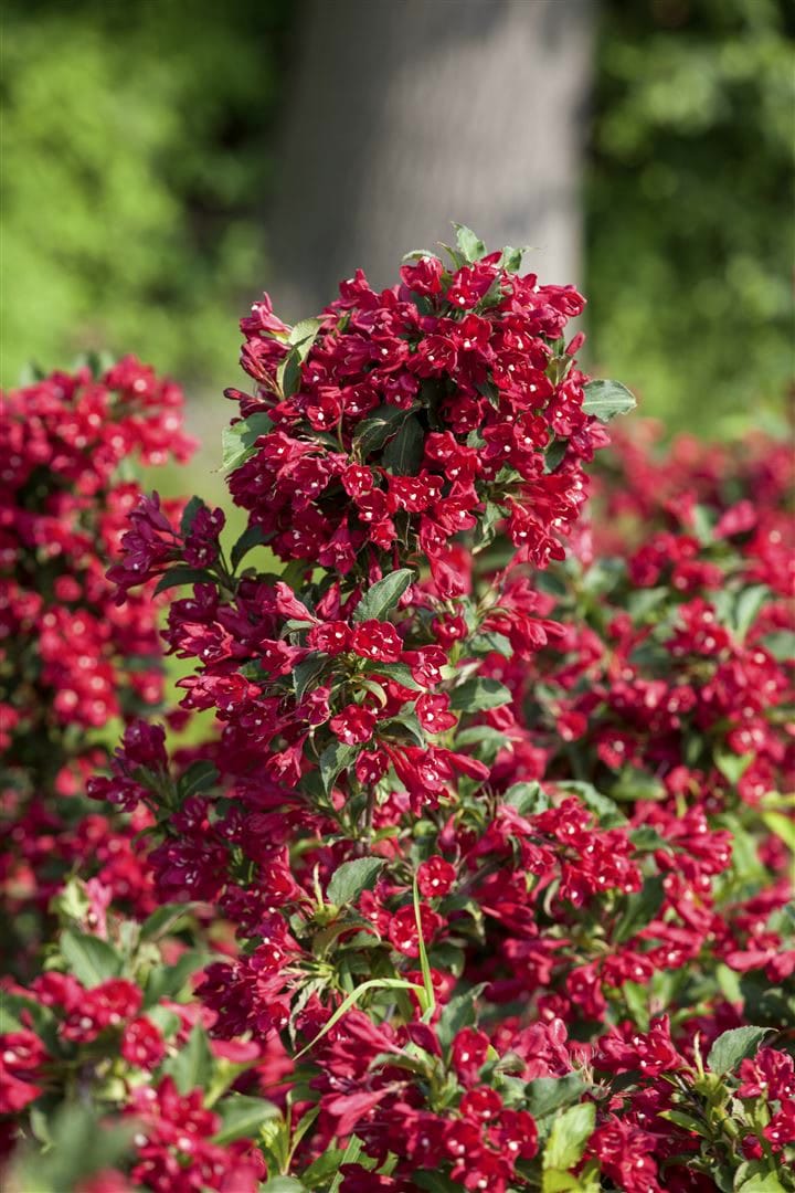 Weigela 'Eva Rathke', Weigelie, karminrot, 40&ndash;60 cm 
