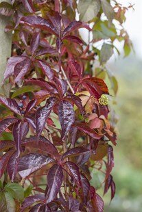 Parthenocissus quinquefolia, Wilder Wein, 40–60 cm 