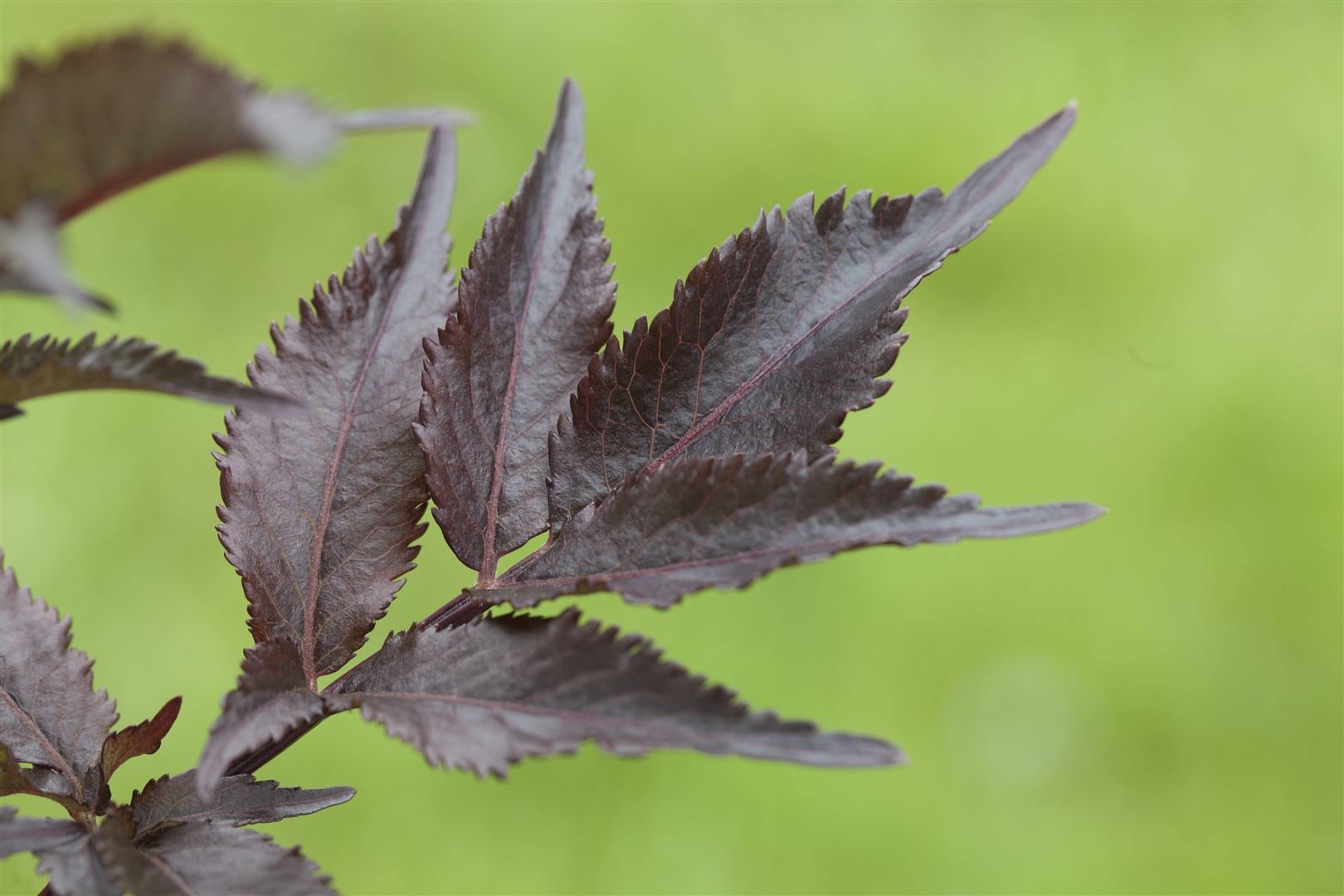 Sambucus nigra 'Black Beauty', Schwarzer Holunder, dunkelviolett, 60&ndash;100 cm 