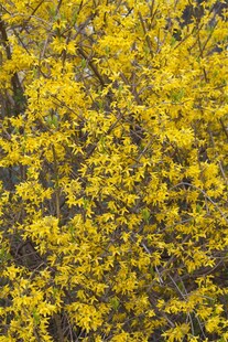 Forsythia 'Lynwood', Goldglöckchen, leuchtend gelb, 80–100 cm 