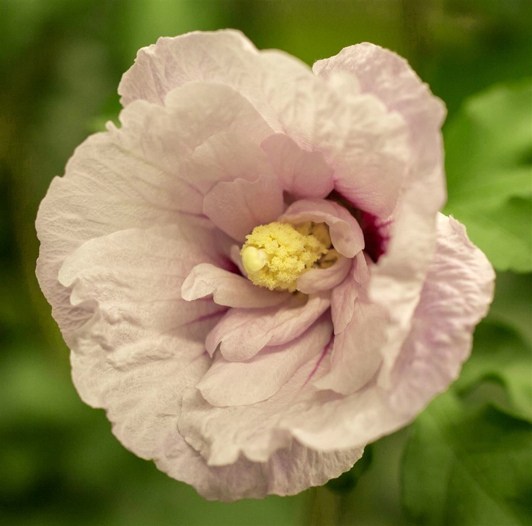 Hibiscus syriacus 'Pink Chiffon', Roseneibisch, rosa, 40&ndash;50 cm 