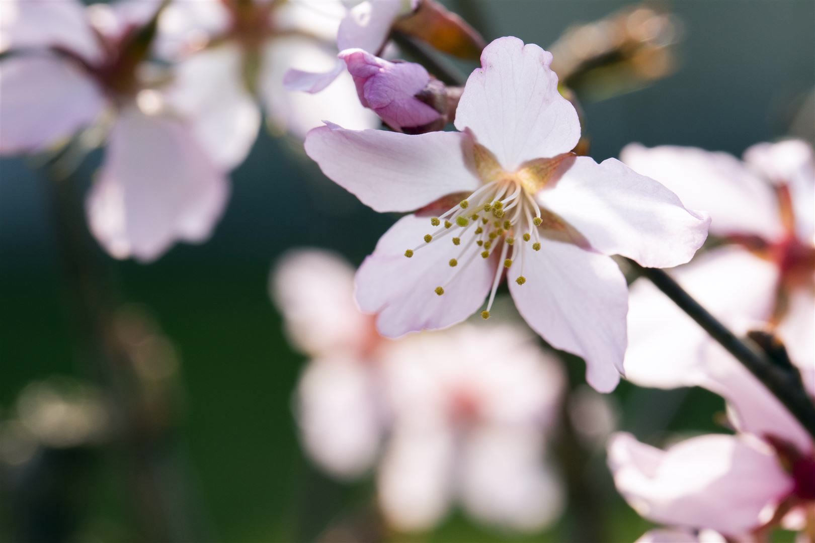 Prunus kurilensis 'Ruby', Zierkirsche, rosa Bl&uuml;ten, 60&ndash;80 cm 