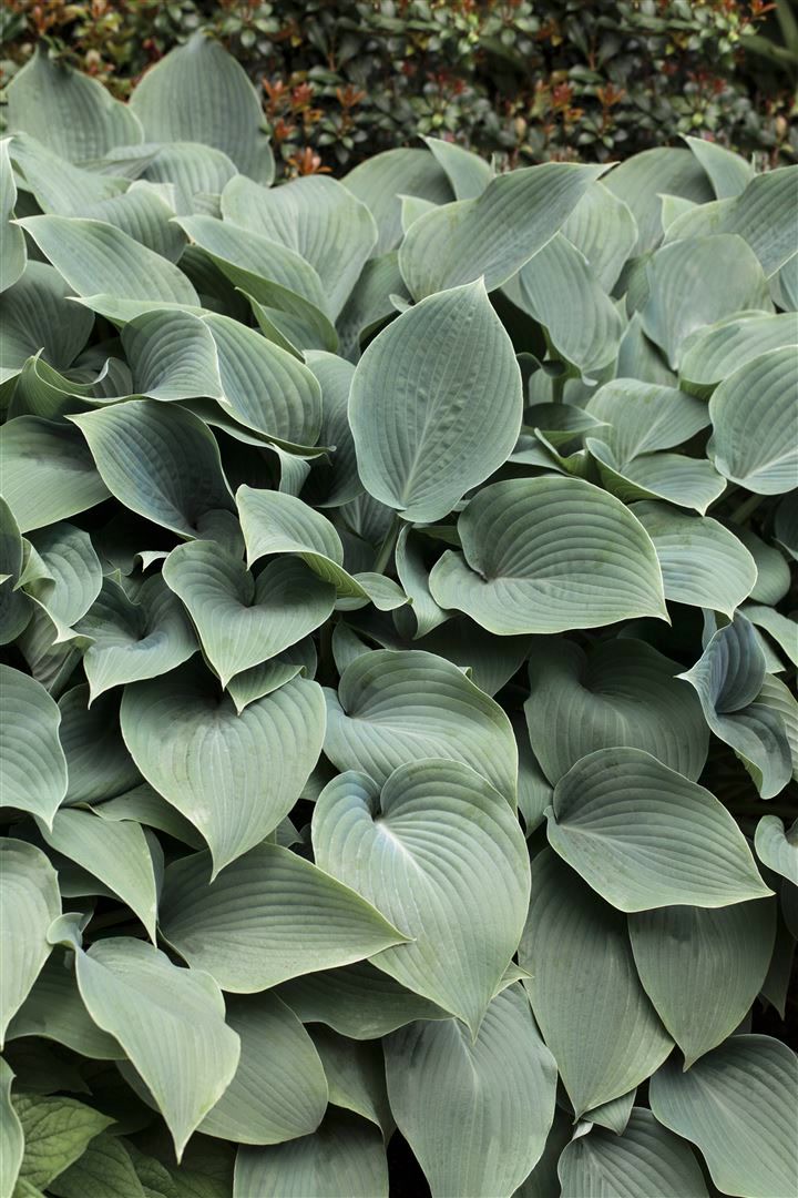 Hosta sieboldiana 'Elegans', Blaublatt-Funkie, 3-5 Liter Container 