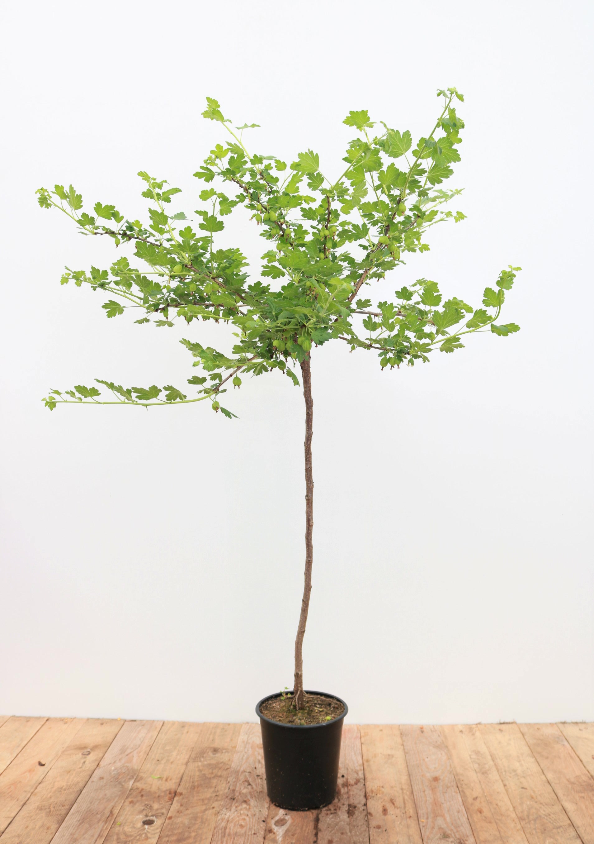 Ribes uva-crispa 'Hinnonm&auml;ki gelb', Stachelbeere, gelb, 90 cm Stammh&ouml;he 