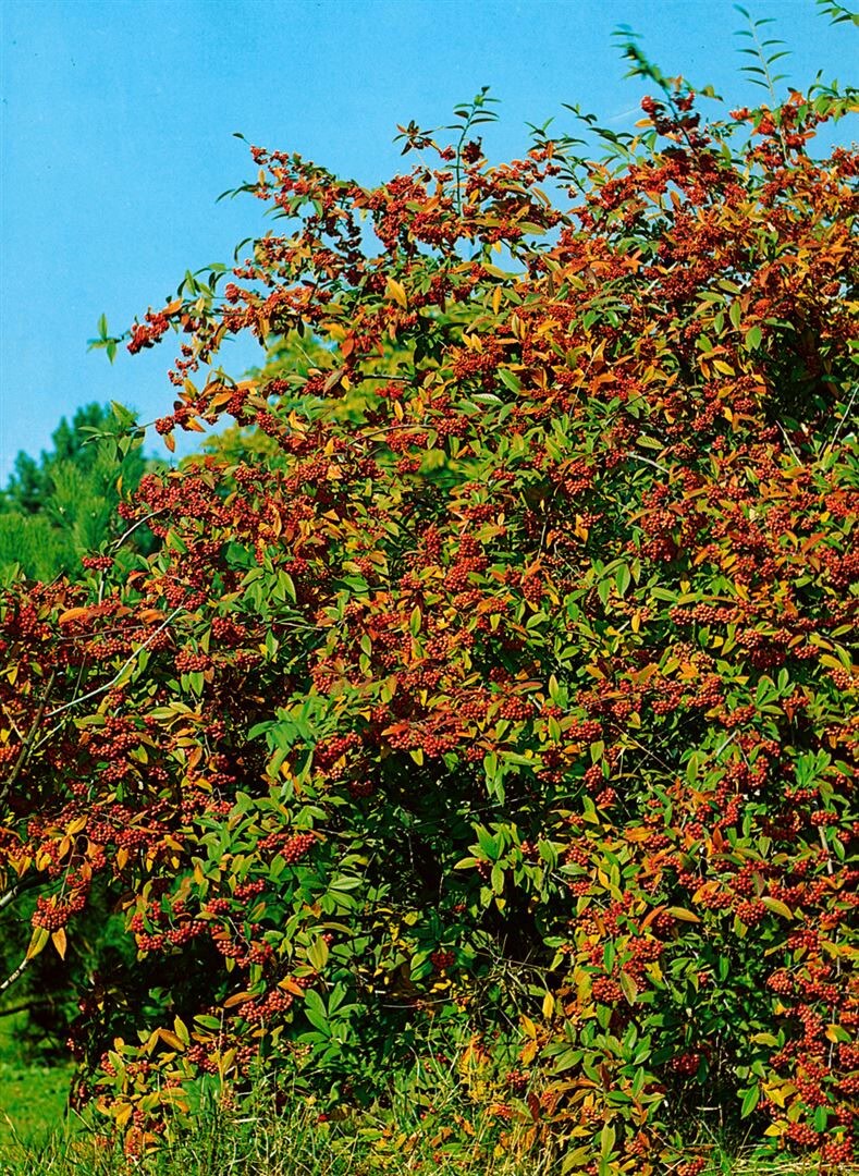 Cotoneaster watereri 'Cornubia', immergr&uuml;n, rote Beeren, 80&ndash;100 cm 