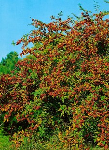 Cotoneaster watereri 'Cornubia', immergrün, rote Beeren, 80–100 cm 