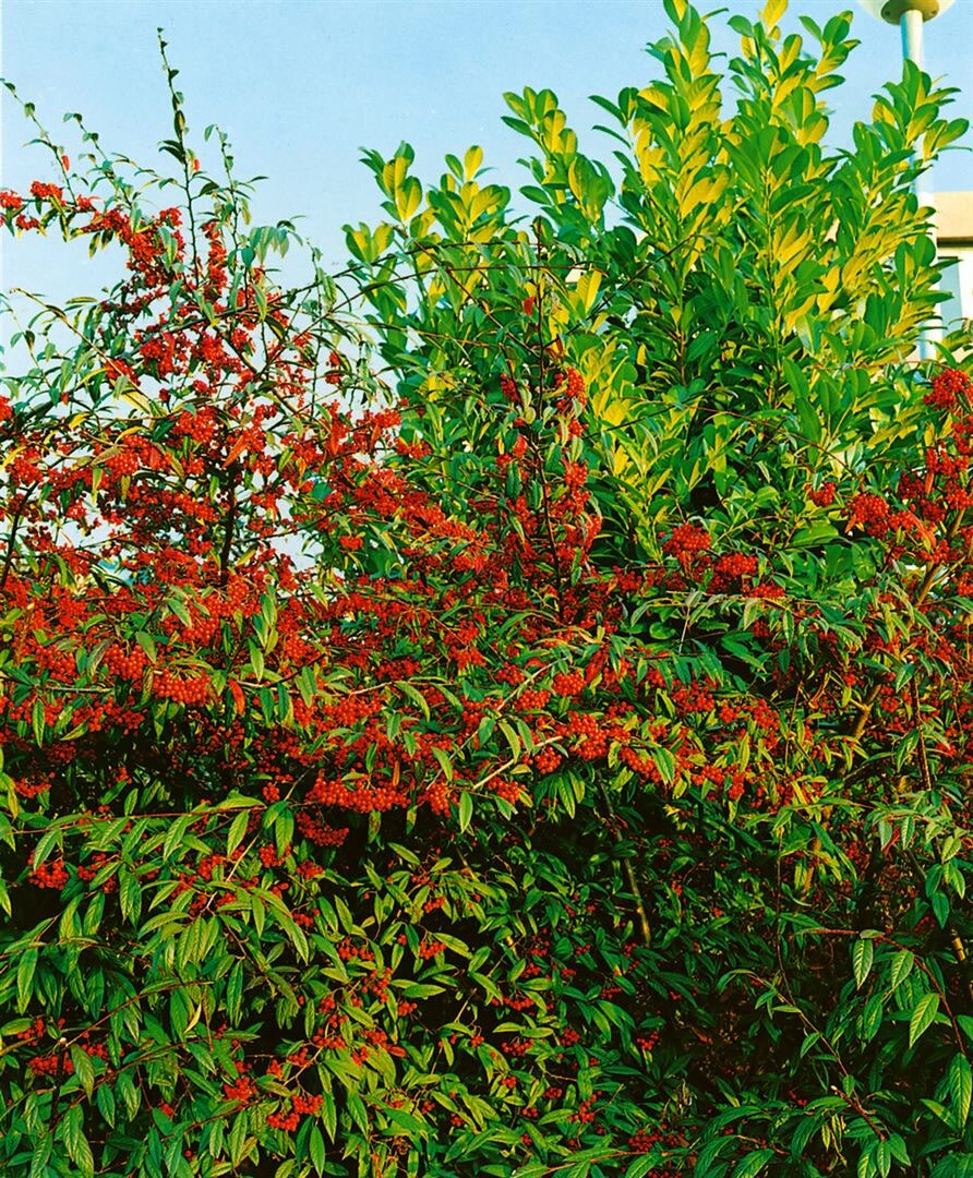 Cotoneaster salicifolius floccosus, immergr&uuml;n, 80&ndash;100 cm 