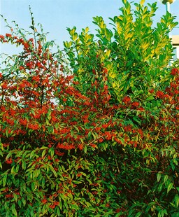Cotoneaster salicifolius floccosus, immergrün, 80–100 cm 
