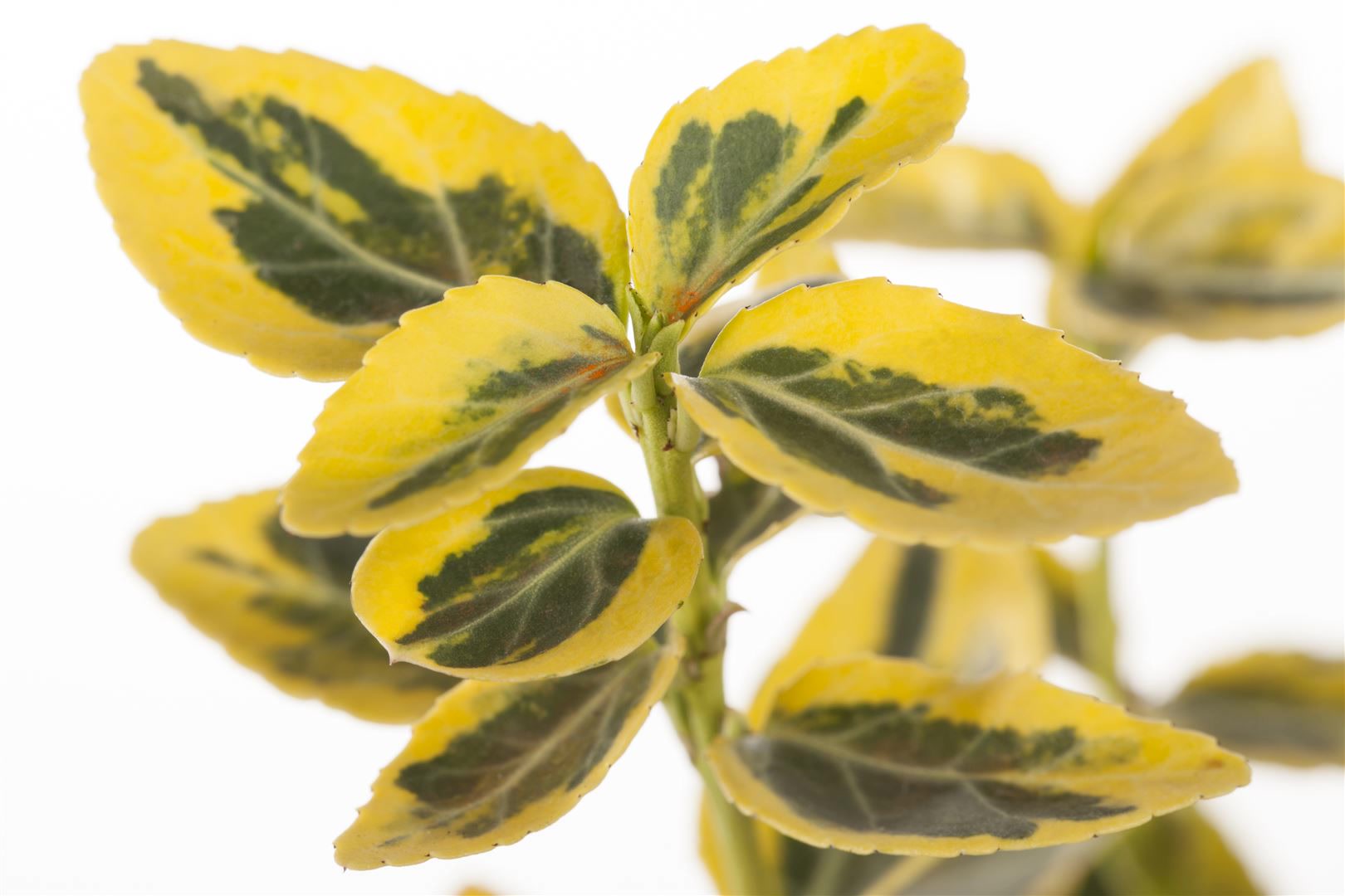 Euonymus fortunei 'Emerald'n Gold', Spindelstrauch, ca. 9x9 cm Topf 
