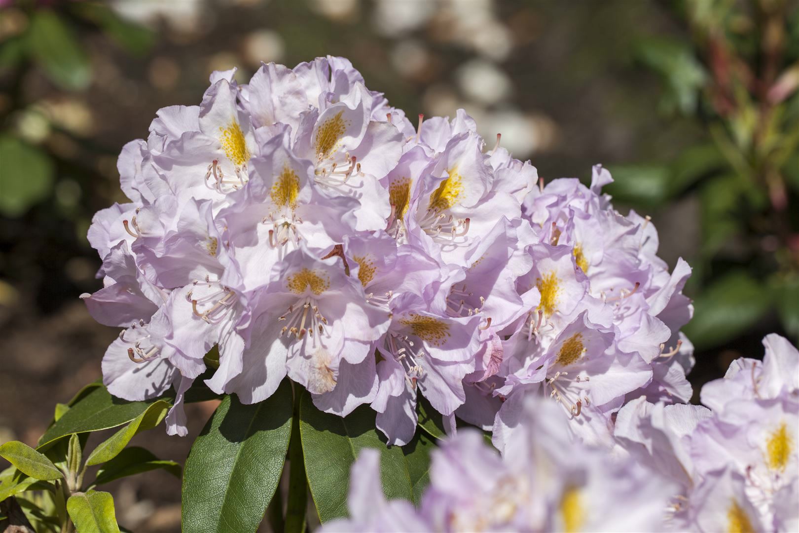 Rhododendron Hybr. 'Genoveva', Rhododendron, 30&ndash;40 cm 