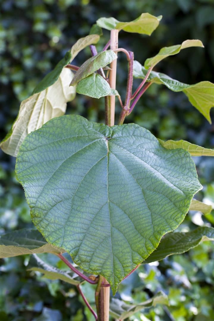 Actinidia chinensis 'Male', Kiwi, best&auml;ubend, 60&ndash;100 cm 
