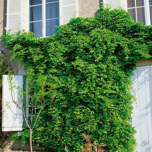 Akebia quinata, Klettergurke, 100–150 cm, duftend 