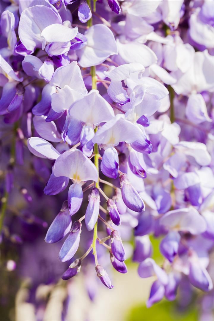Wisteria floribunda 'Domino/Issai', Blauregen, violett, 40&ndash;60 cm 