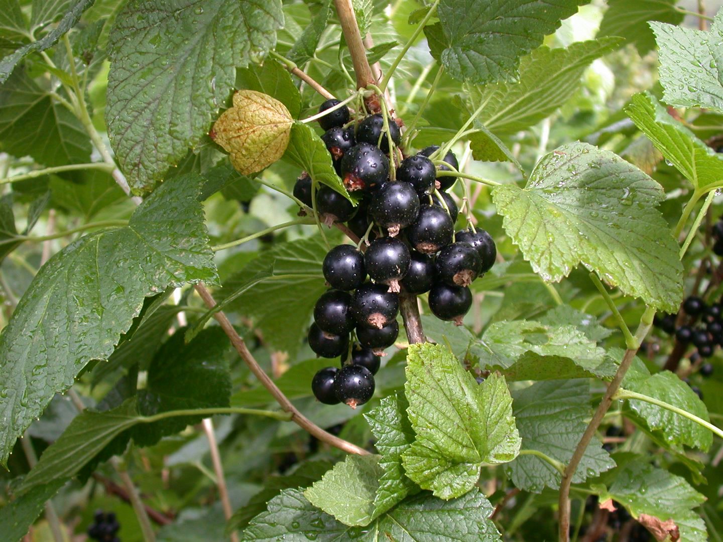 Ribes nigrum 'Titania', Schwarze Johannisbeere, 60 cm Stammh&ouml;he 