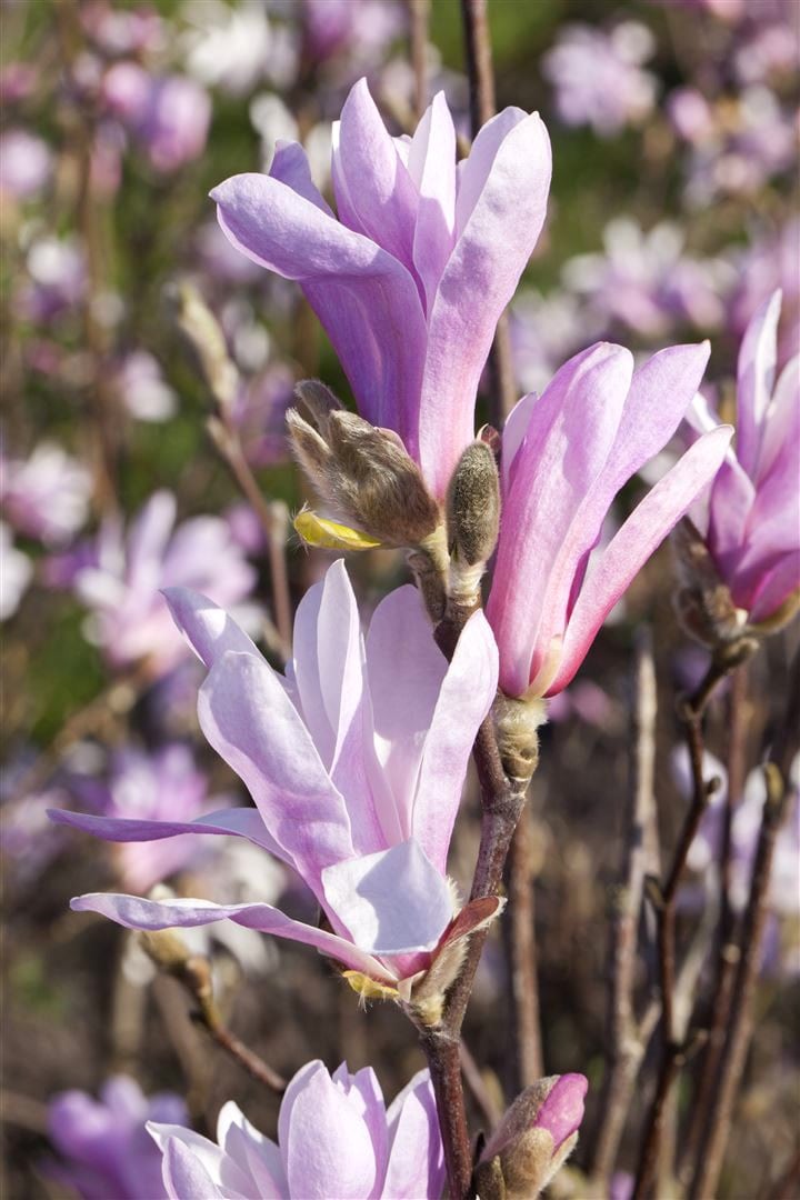 Magnolia liliiflora 'Susan', Purpur-Magnolie, purpurrosa, 40&ndash;60 cm 