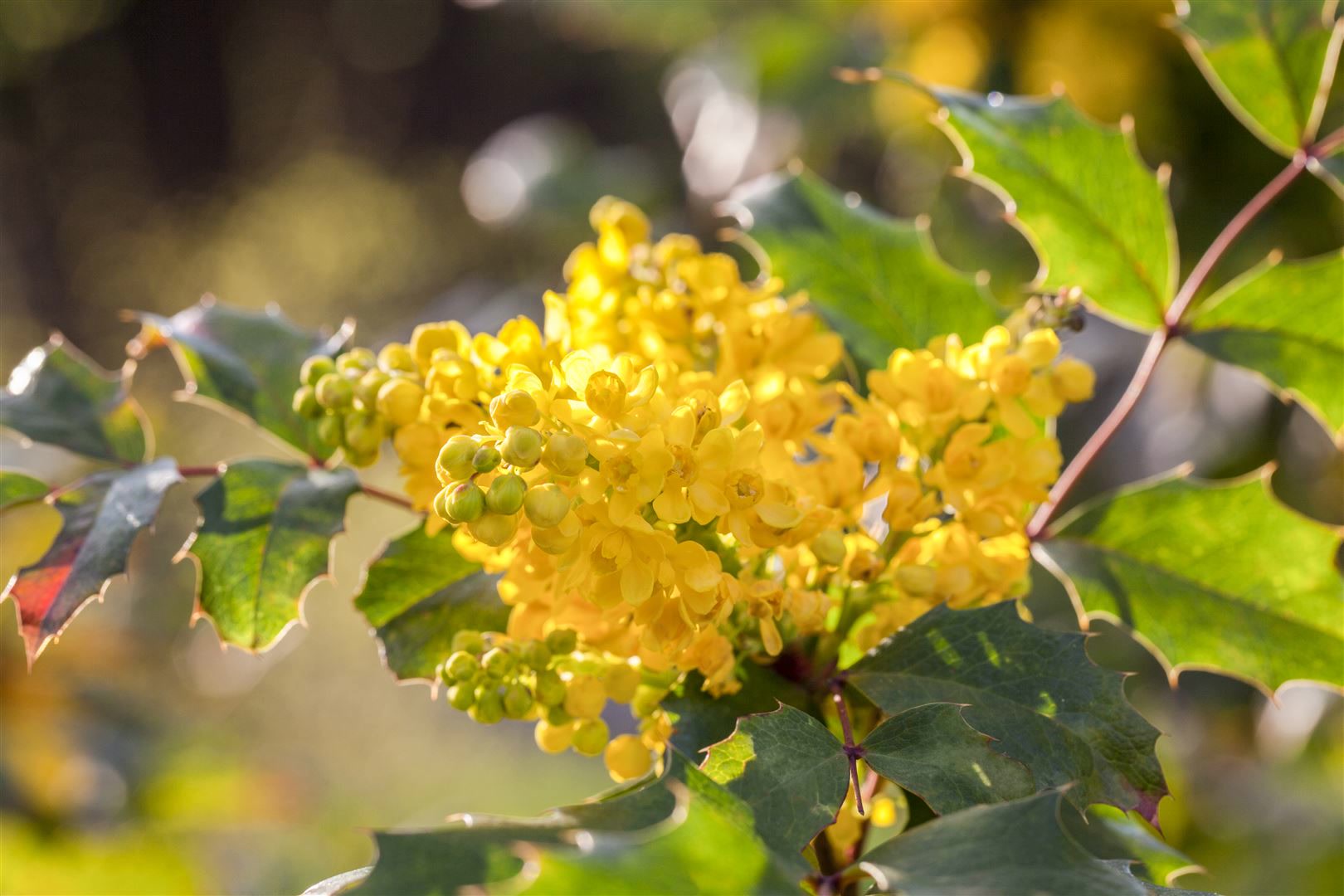 Mahonia aquifolium, Gew&ouml;hnliche Mahonie, immergr&uuml;n, 30&ndash;40 cm 