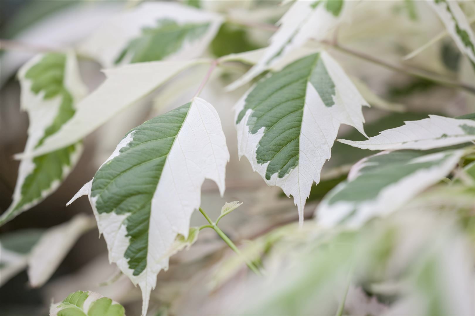 Acer negundo 'Flamingo', Eschen-Ahorn, rosa-wei&szlig; panaschiert, 60&ndash;100 cm 