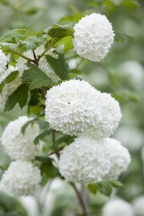 Viburnum opulus 'Roseum', Schneeball, weiß, 100–125 cm 