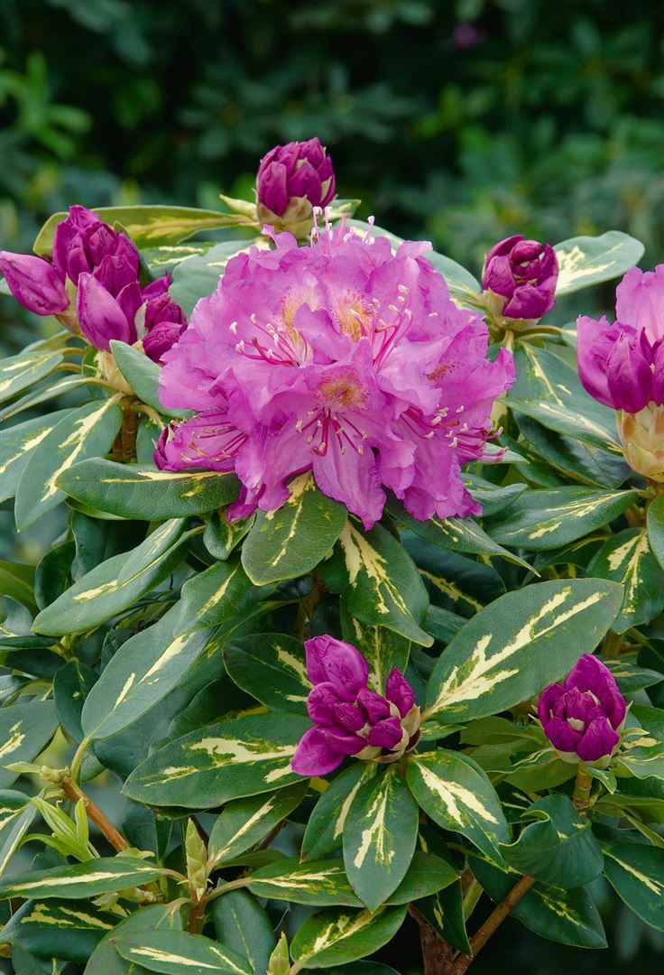 Rhododendron Hybr. 'Goldflimmer', gelb-gr&uuml;n panaschiert, 40&ndash;50 cm 
