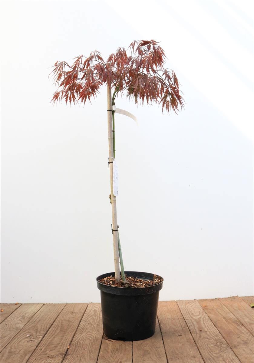 Acer palmatum 'Dissectum Garnet', Japanischer Ahorn, rotlaubig, 80 cm Stammh&ouml;he 