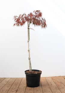 Acer palmatum 'Dissectum Garnet', Japanischer Ahorn, rotlaubig, 80 cm Stammhöhe 