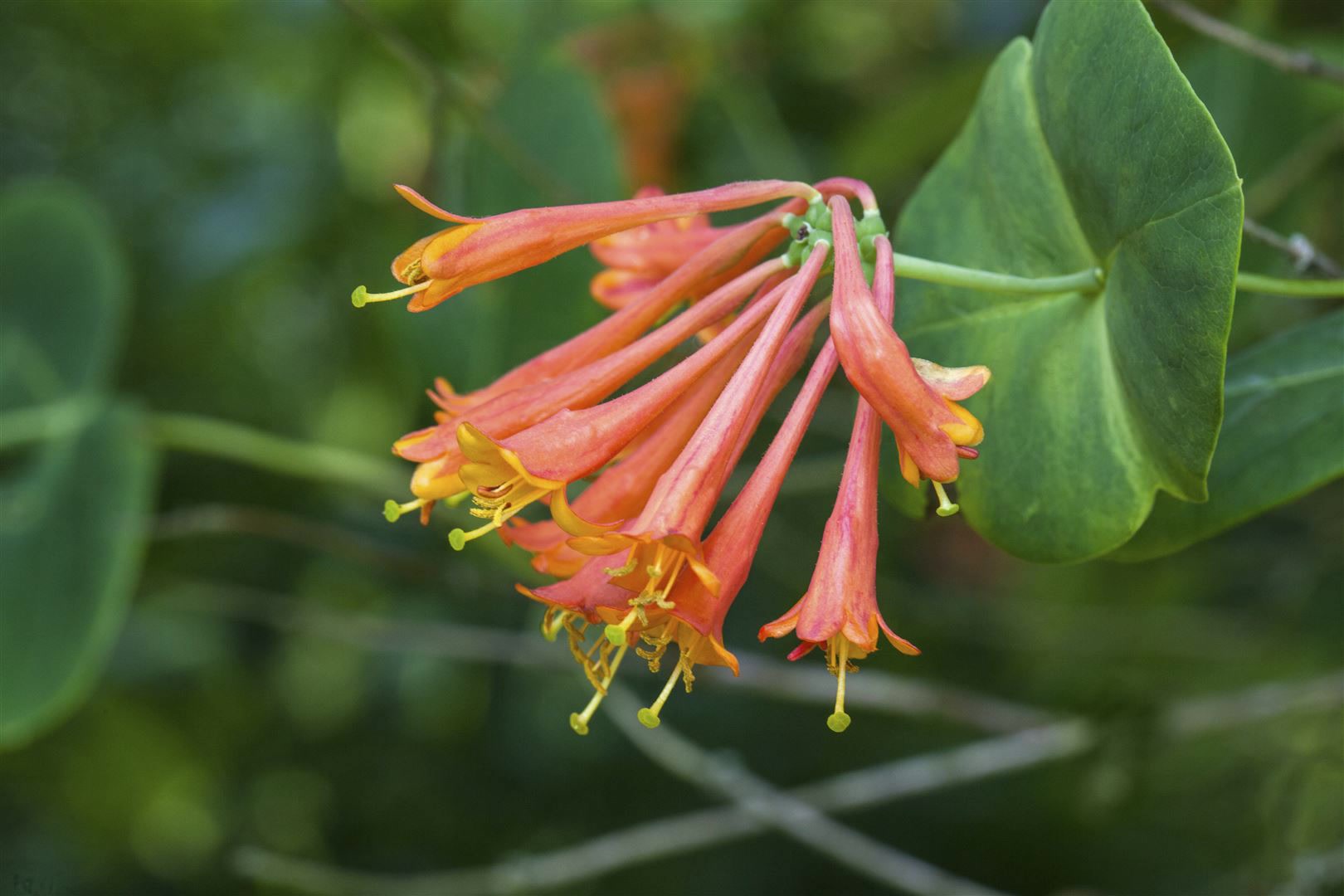 Lonicera brownii 'Dropmore Scarlet', Gei&szlig;blatt, scharlachrot, 80&ndash;100 cm 