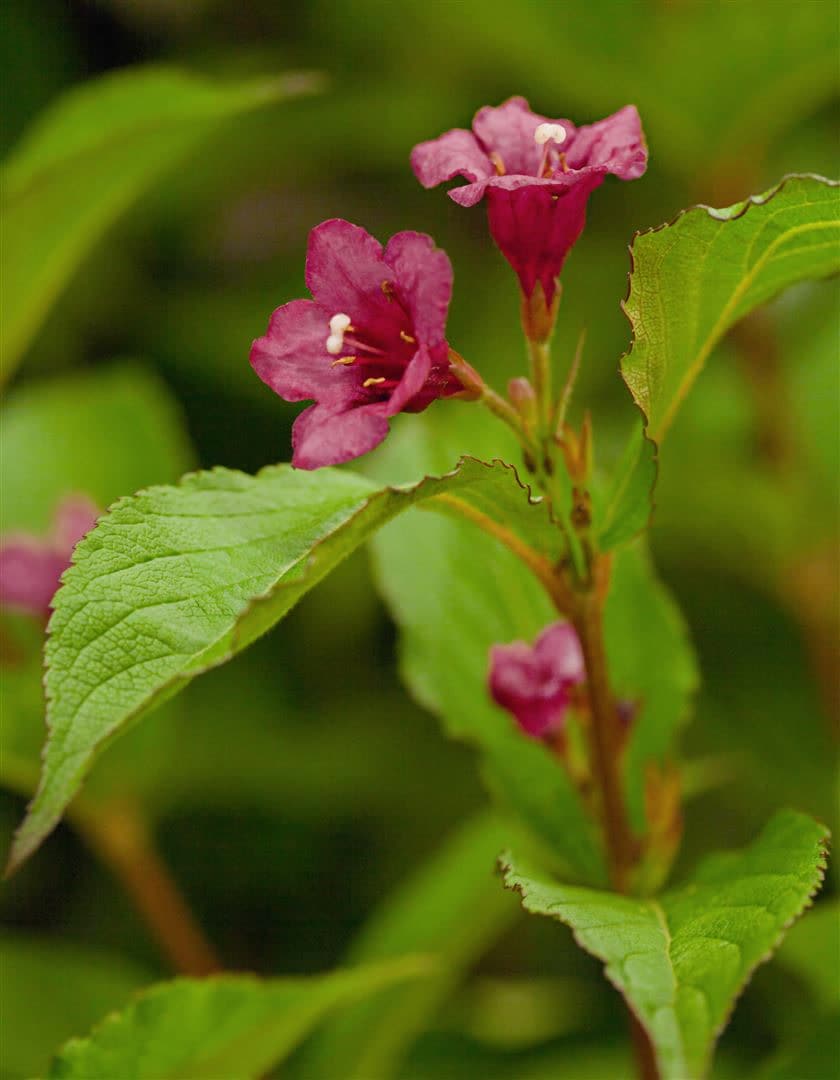 Weigela 'Bristol Ruby', Weigelie, rubinrot, 60 cm Stammh&ouml;he 