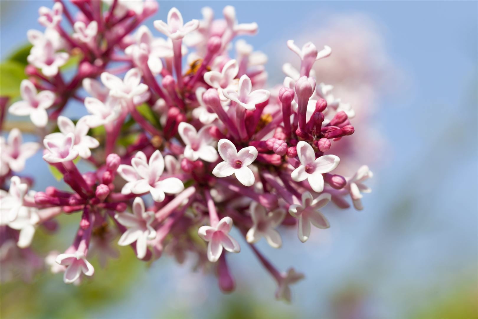 Syringa microphylla 'Superba', Flieder, rosa Bl&uuml;ten, 80 cm Stammh&ouml;he 
