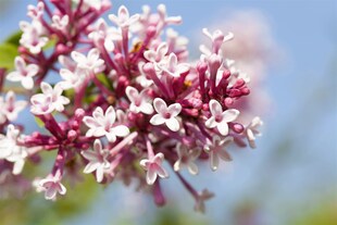 Syringa microphylla 'Superba', Flieder, rosa Blüten, 80 cm Stammhöhe 