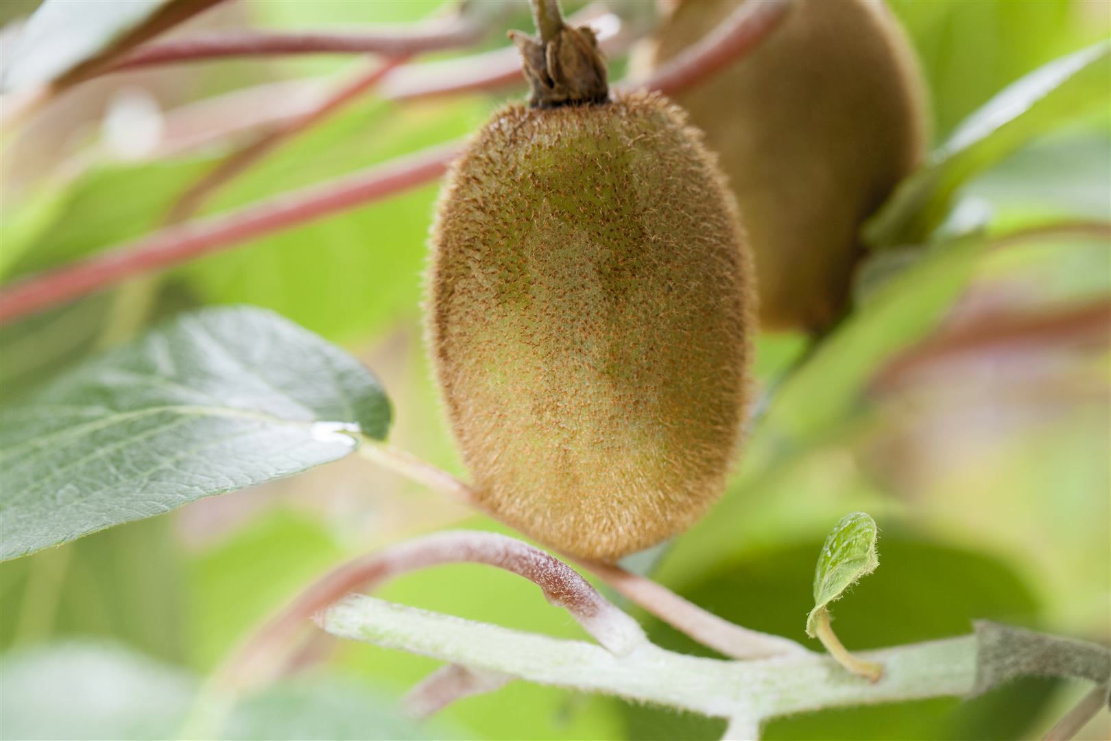 Actinidia chinensis 'Hayward', Kiwi, 150&ndash;200 cm 