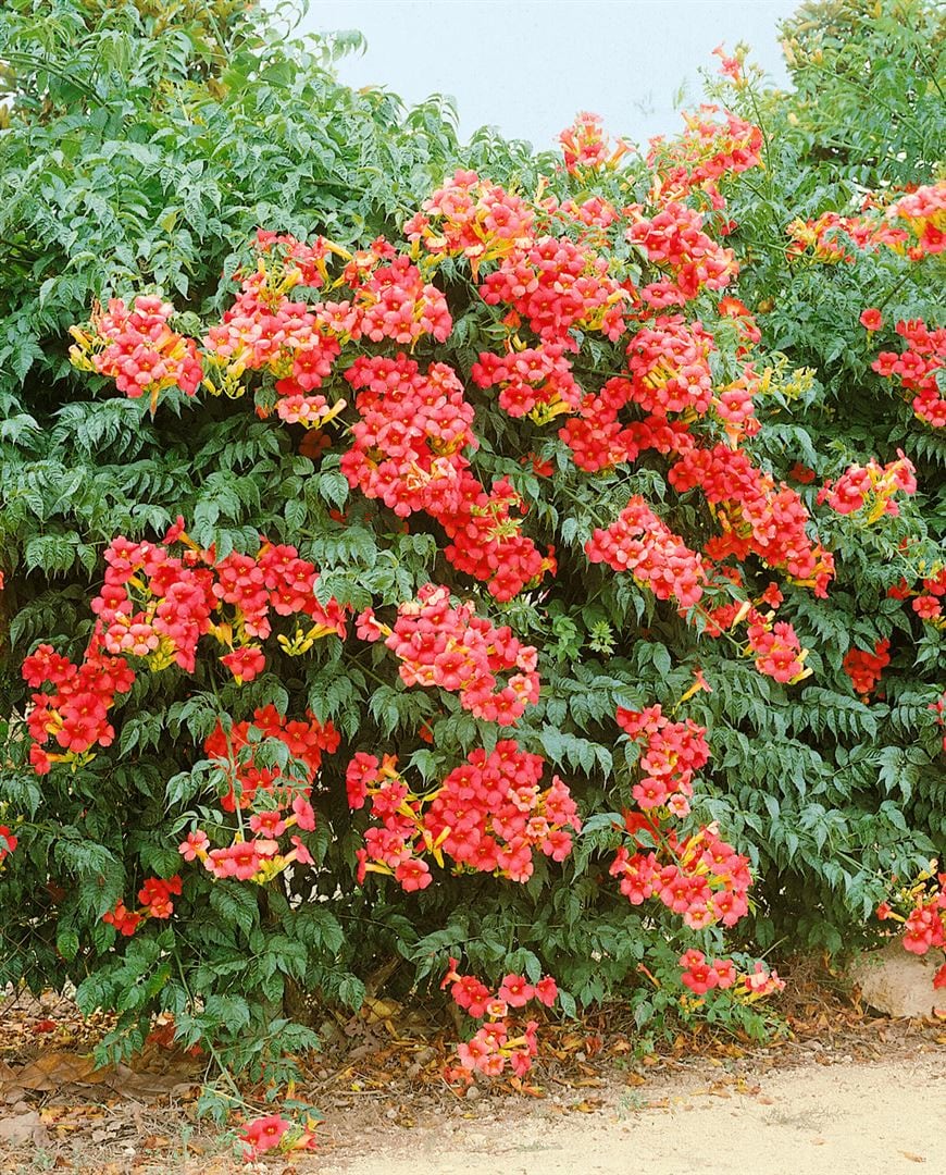 Campsis radicans 'Grandiflora', Trompetenblume, orange, 80&ndash;100 cm 