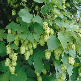 Humulus lupulus 'Opal', Hopfen, 40–60 cm 