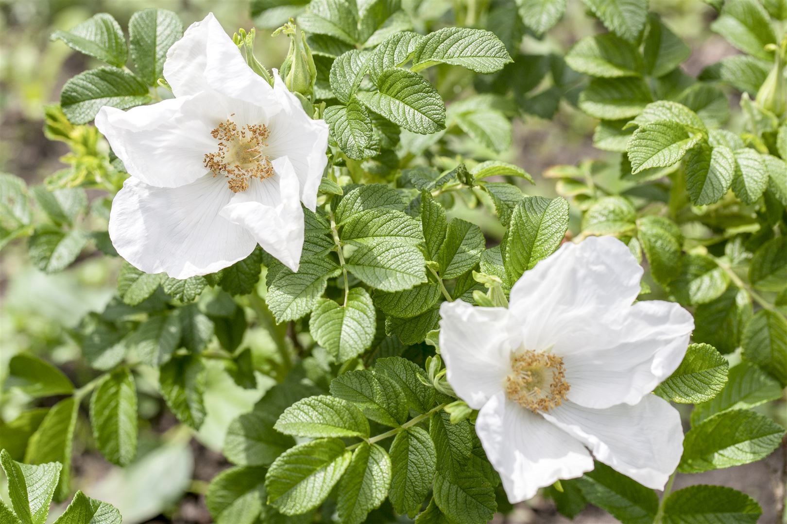 Rosa rugosa 'Alba', Kartoffelrose, wei&szlig;, 40&ndash;60 cm 