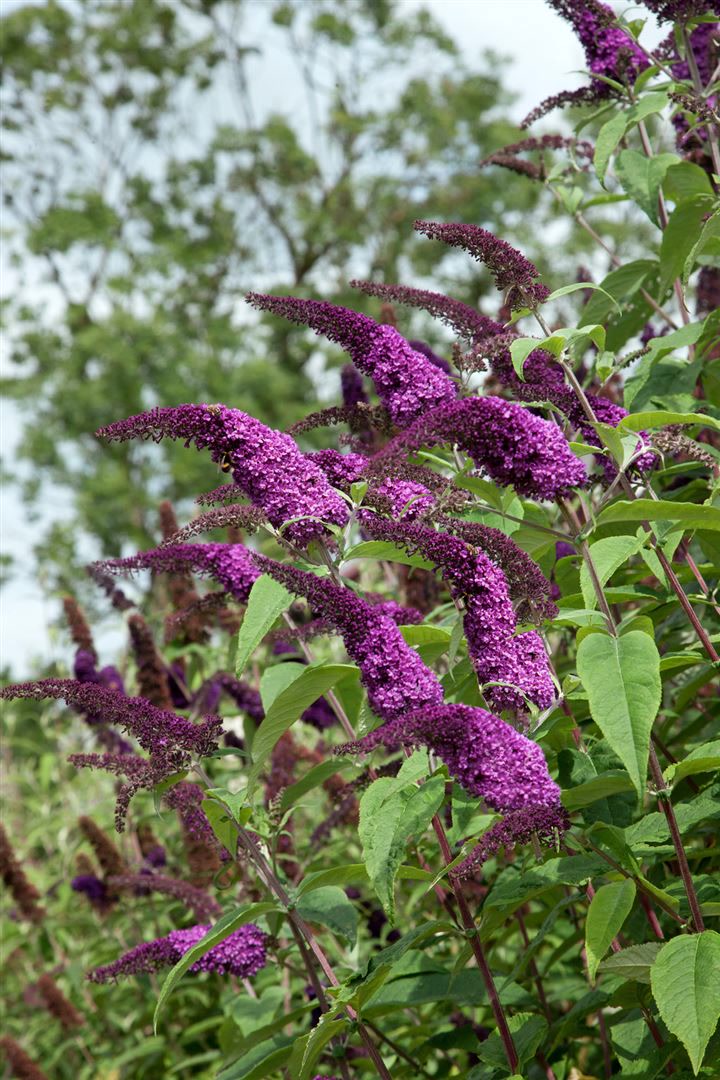 Buddleja 'African Queen', Schmetterlingsflieder, violett, 80&ndash;100 cm 