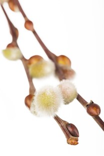 Salix caprea 'Nico', Kätzchenweide, 60 cm Stammhöhe 