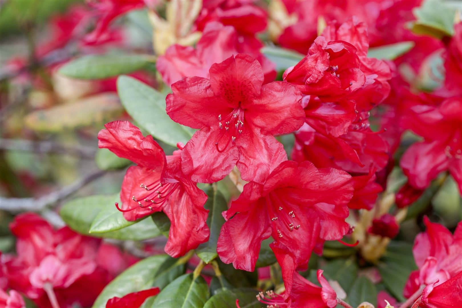 Rhododendron yakusimanum 'Bohlkens Roter Stern', rot, 25&ndash;30 cm 