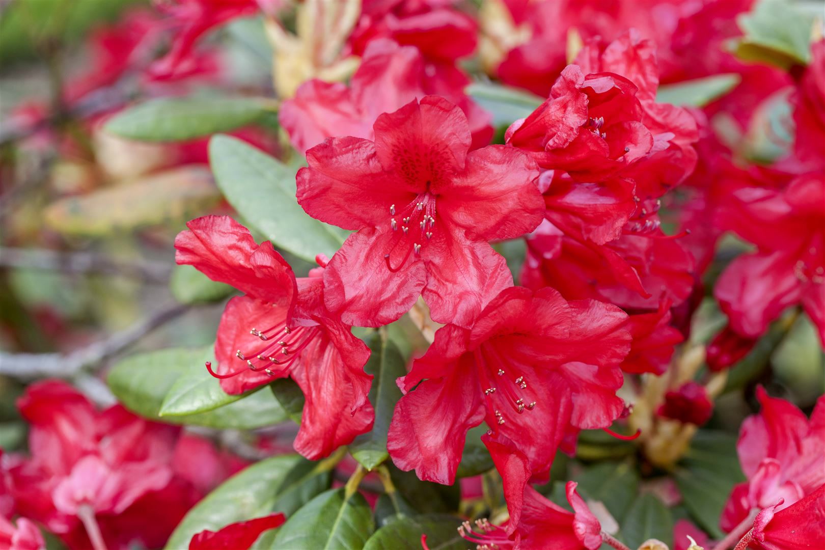Rhododendron yakusimanum 'Bohlkens Roter Stern', rot, 30&ndash;40 cm 