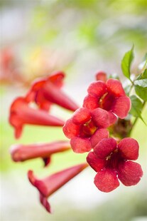 Campsis radicans 'Fire Trumpet', Klettertrompete, orange-rot, 60–100 cm 