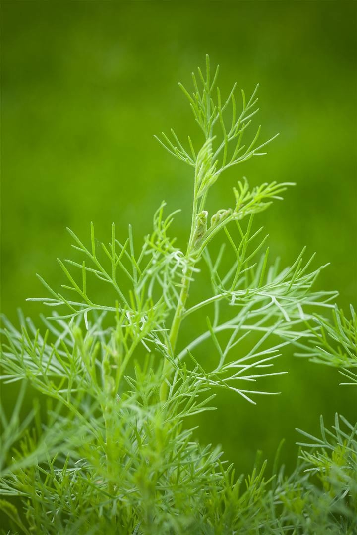 Artemisia abrotanum maritima, Eberraute, aromatisch, ca. 11x11 cm Topf 