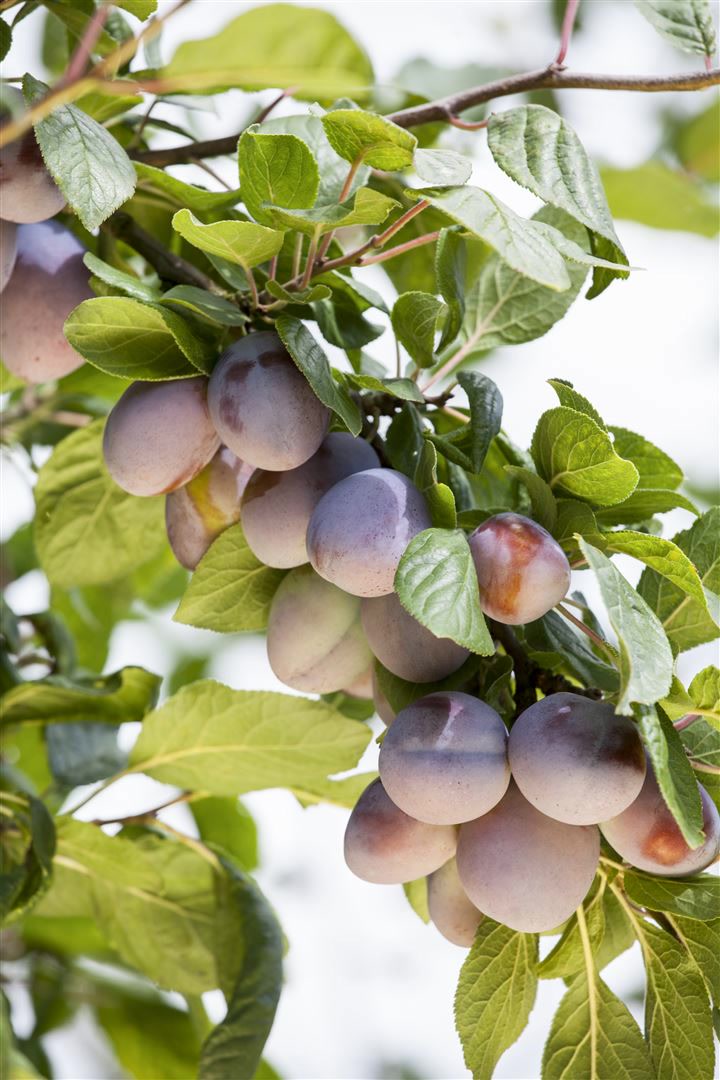 Prunus domestica 'Ruth Gerstetter', Pflaume, 150&ndash;200 cm 