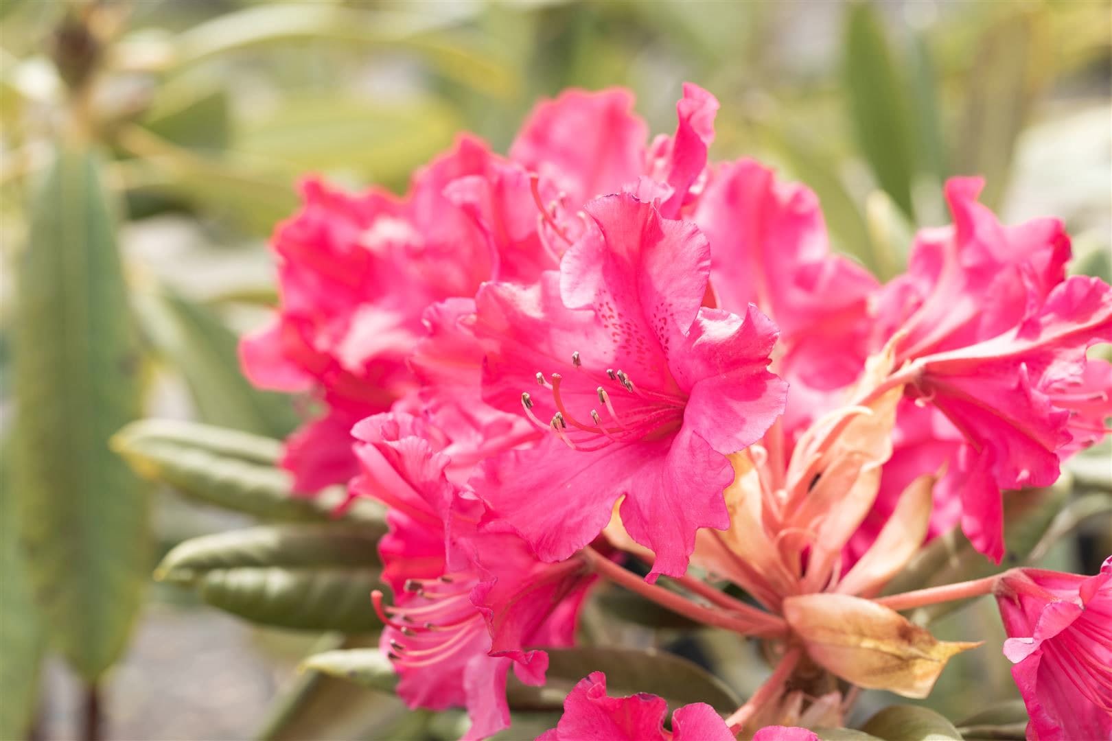 Rhododendron Hybr. smirnowii 'Weinlese', rot, 30&ndash;40 cm 