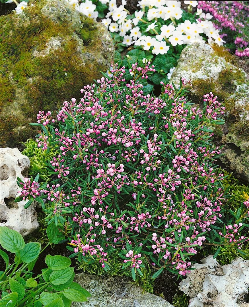 Andromeda polifolia 'Nikko', Lavendelheide, immergr&uuml;n, 30&ndash;40 cm 