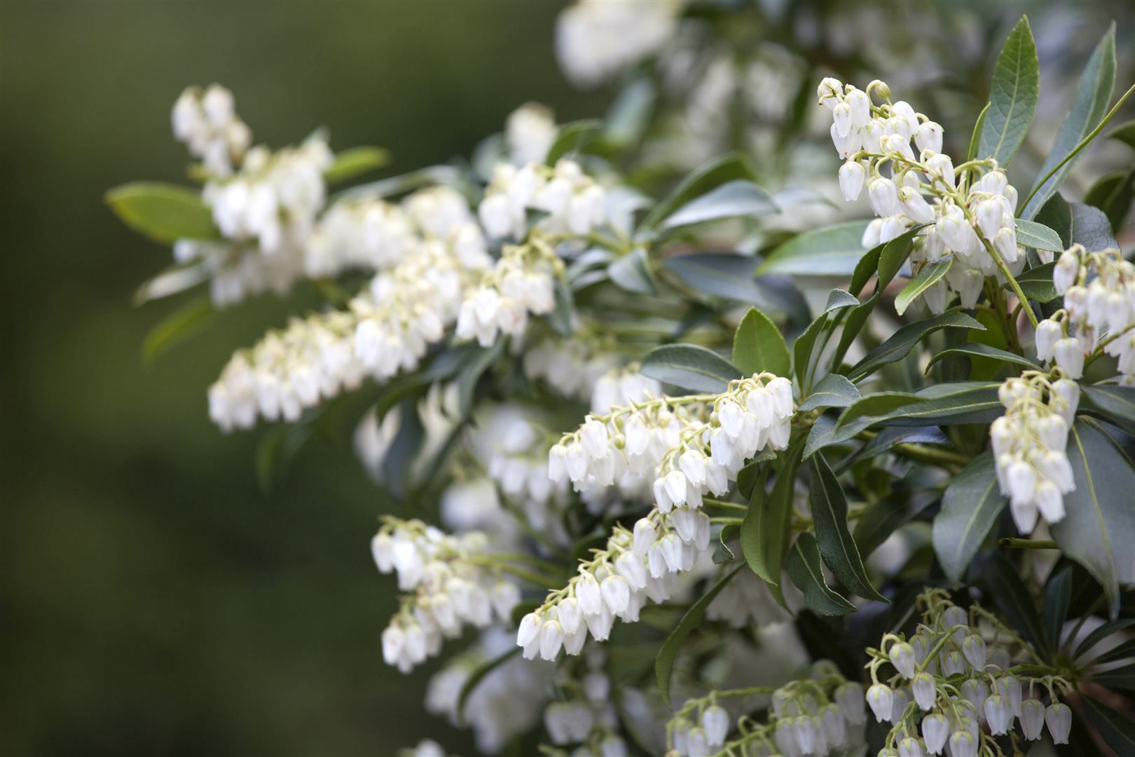 Pieris japonica, Japanische Lavendelheide, 30&ndash;40 cm 