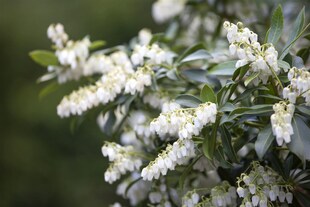 Pieris japonica, Japanische Lavendelheide, 30–40 cm 