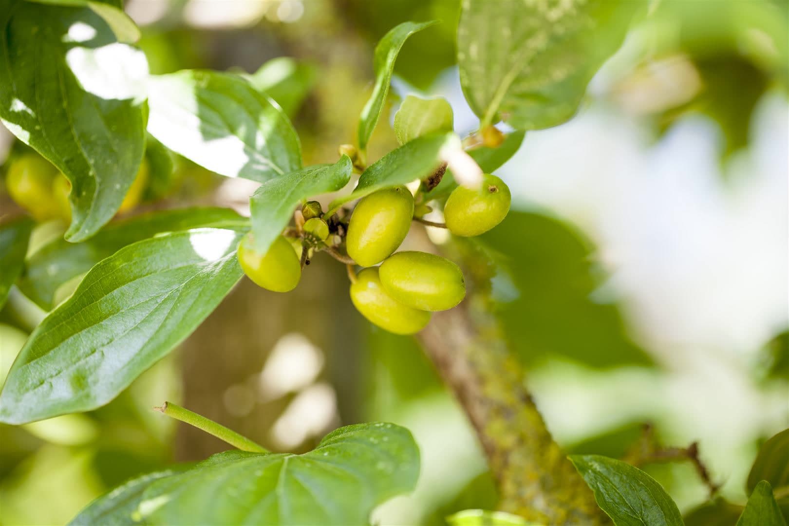 Cornus mas 'Jolico', Kornelkirsche, gelbe Bl&uuml;ten, 60&ndash;80 cm 