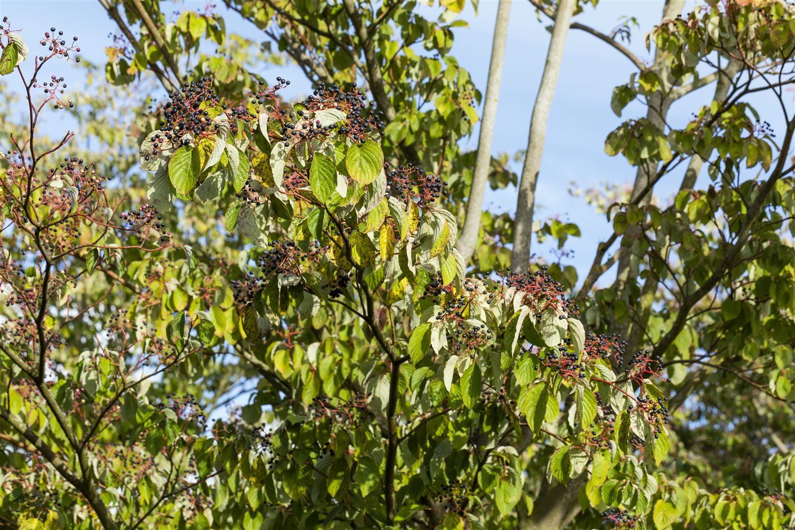 Cornus sanguinea, Roter Hartriegel, 60&ndash;100 cm 
